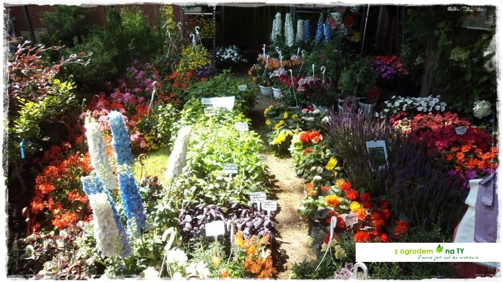 LATO_KWIATOWzogrodemnaty82