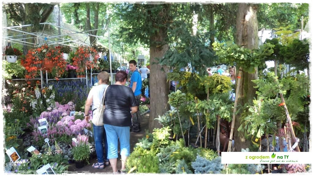 LATO_KWIATOWzogrodemnaty83