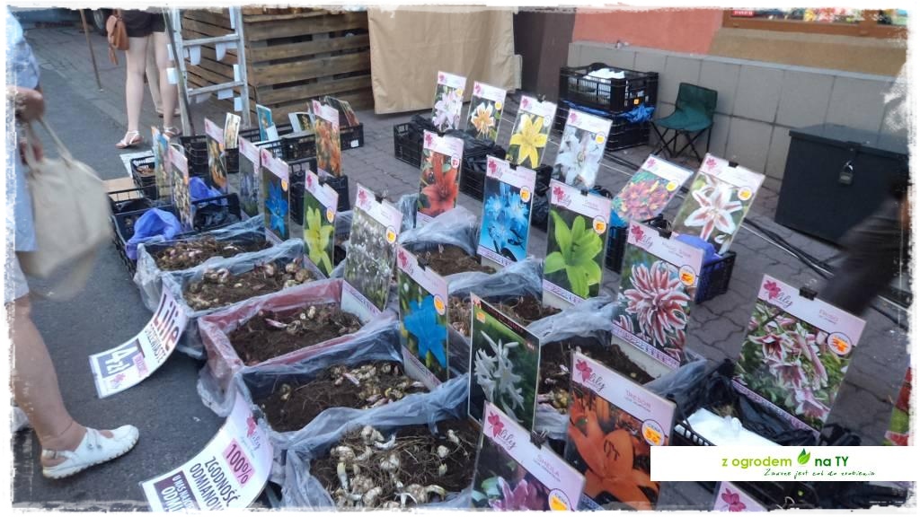 LATO_KWIATOWzogrodemnaty84