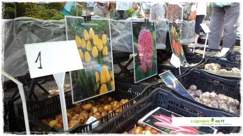 LATO_KWIATOWzogrodemnaty85