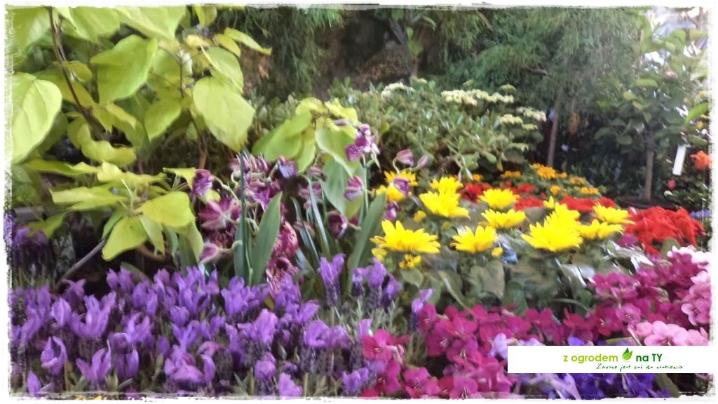 LATO_KWIATOWzogrodemnaty86
