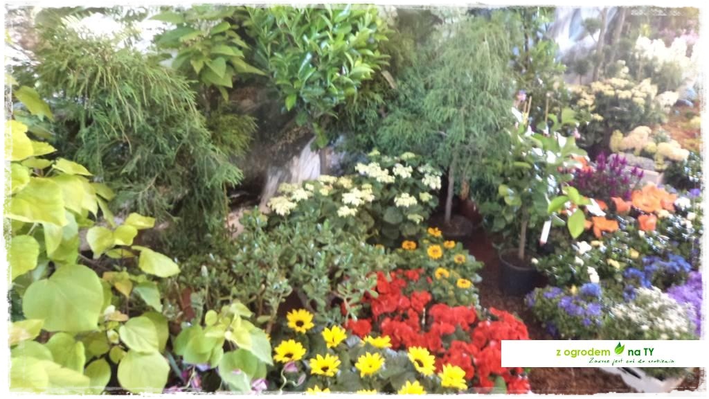 LATO_KWIATOWzogrodemnaty87