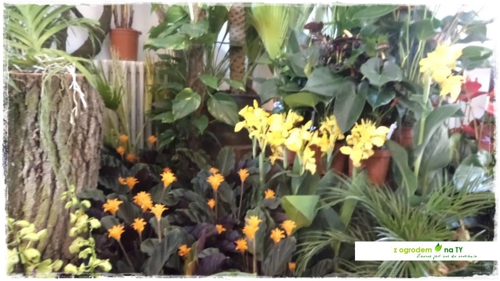 LATO_KWIATOWzogrodemnaty88