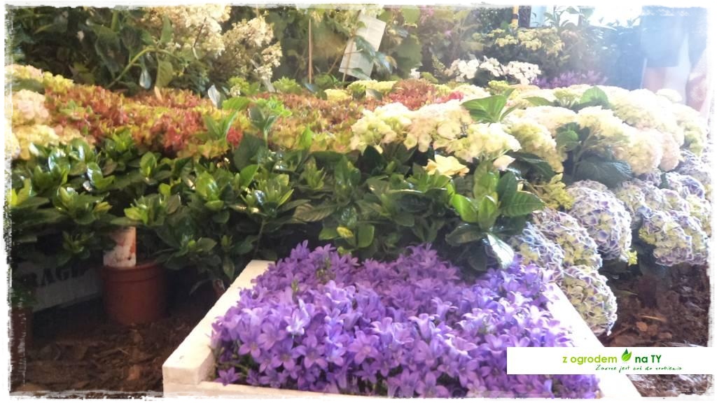 LATO_KWIATOWzogrodemnaty89