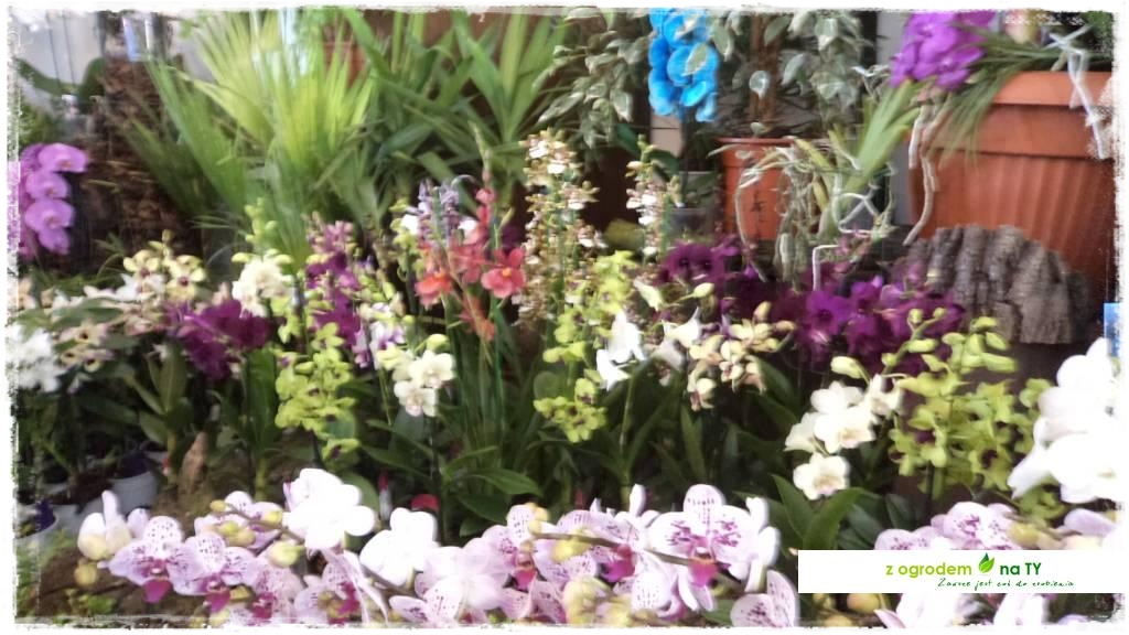 LATO_KWIATOWzogrodemnaty90