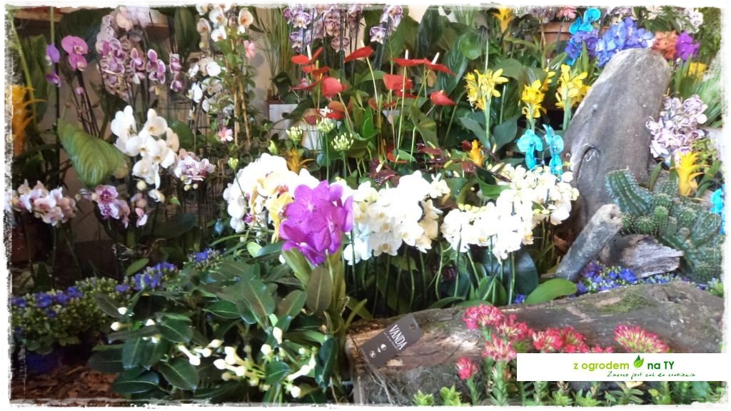LATO_KWIATOWzogrodemnaty91