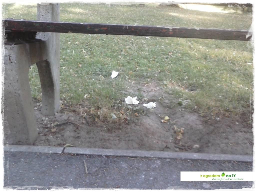 Polakodpoczywawparkuzogrodemnat12