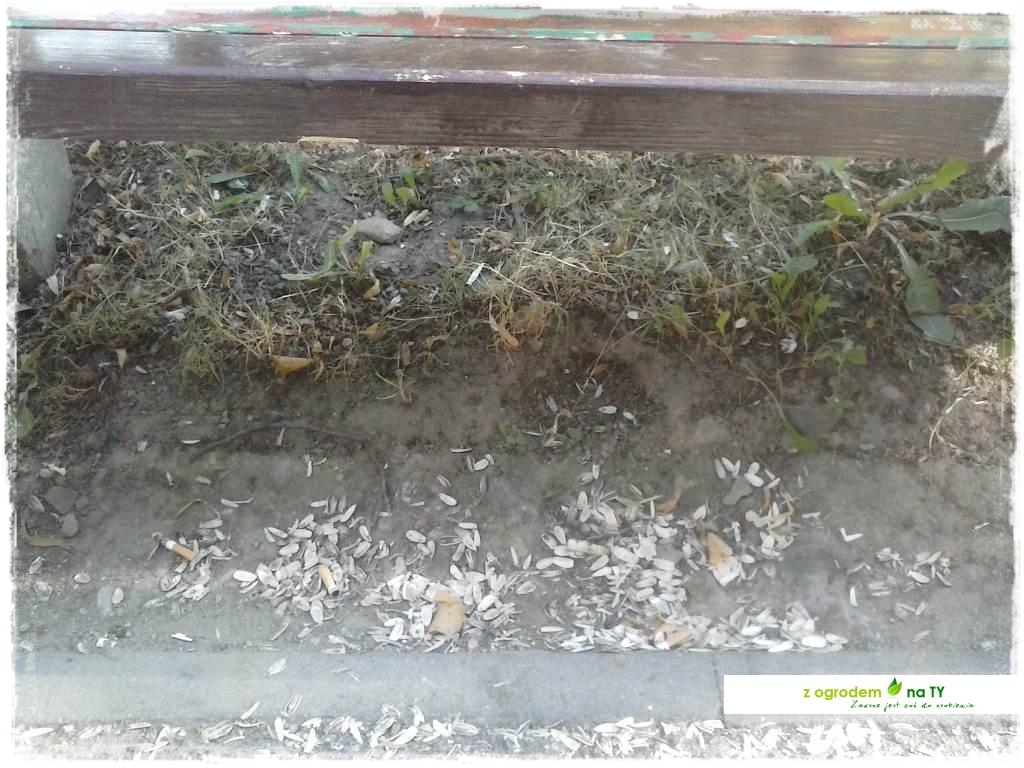 Polakodpoczywawparkuzogrodemnat17