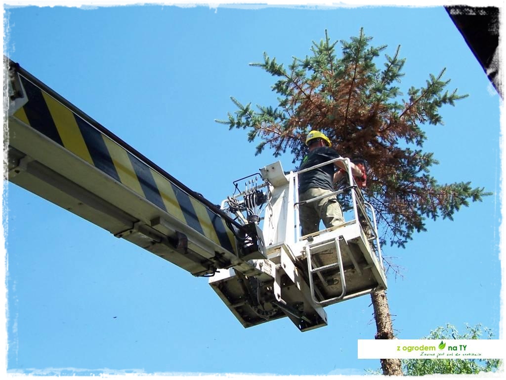 SCINKAzogrodemnaty18