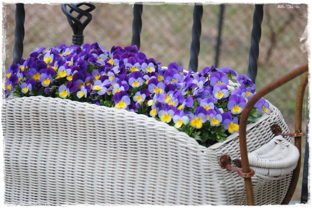 12miesiecyzogrodemnaty10