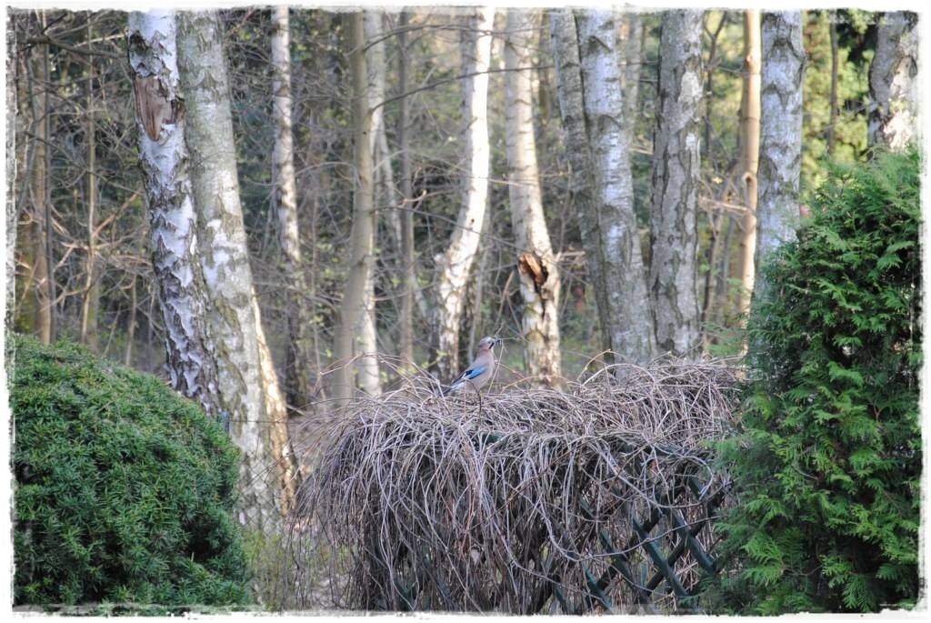 12miesiecyzogrodemnaty13