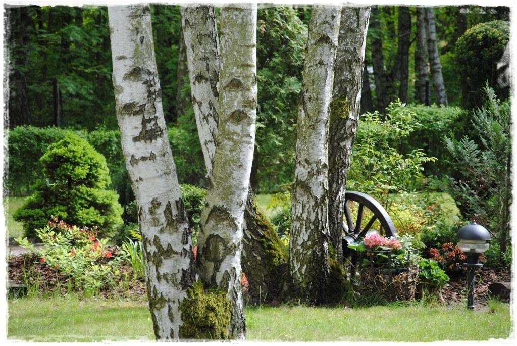 12miesiecyzogrodemnaty14