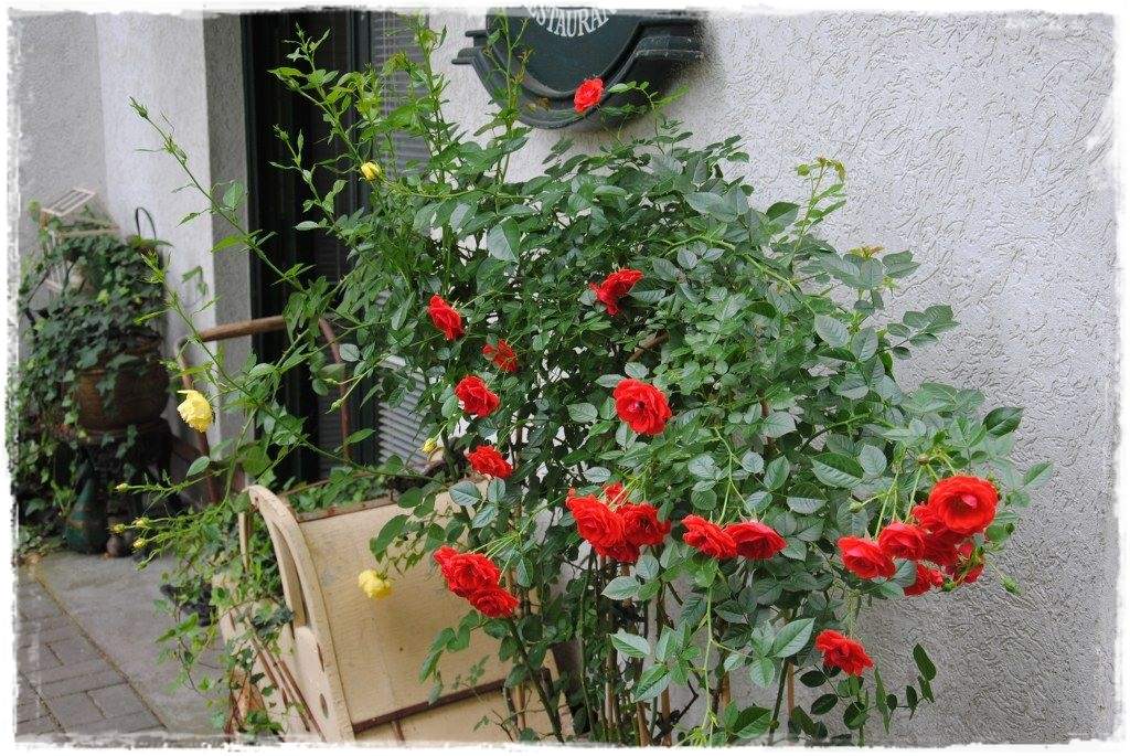 12miesiecyzogrodemnaty22