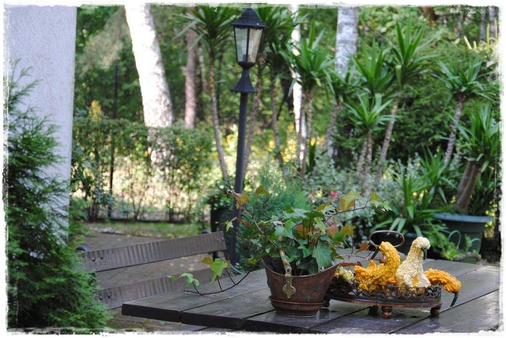 12miesiecyzogrodemnaty26