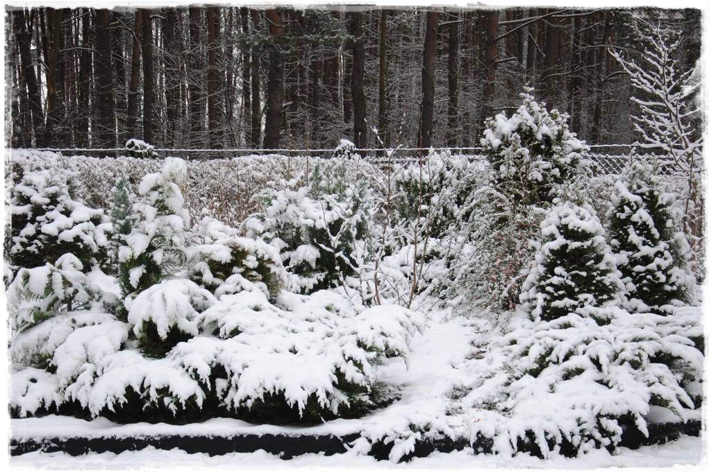 12miesiecyzogrodemnaty4