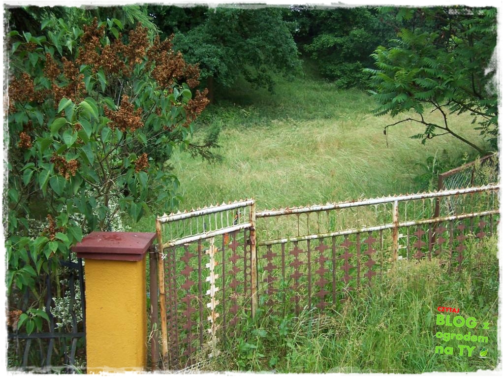 zapuszczona zogrodemnaty1