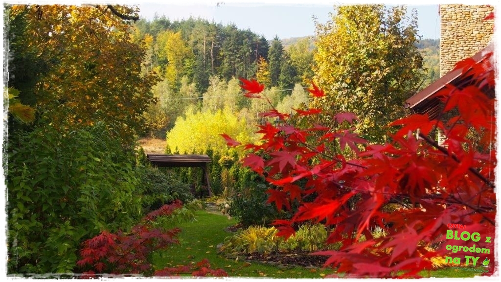 jesien zogrodemnaty