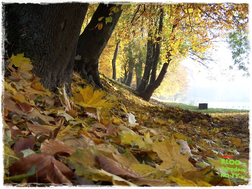 jesien zogrodemnaty1