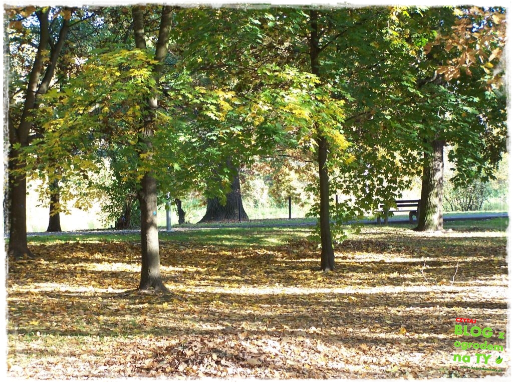 jesien_zogrodemnaty10