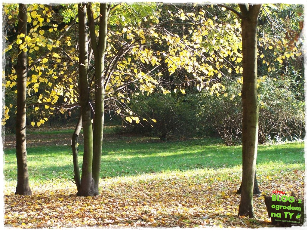 jesien_zogrodemnaty11
