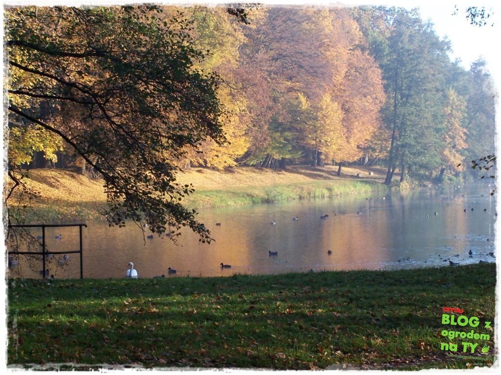 jesien_zogrodemnaty13