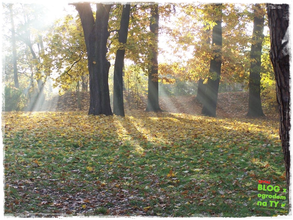 jesien_zogrodemnaty14