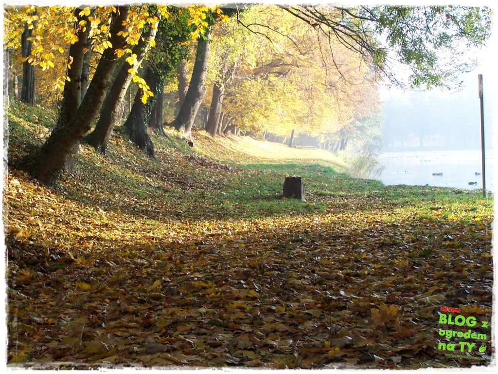 jesien_zogrodemnaty15