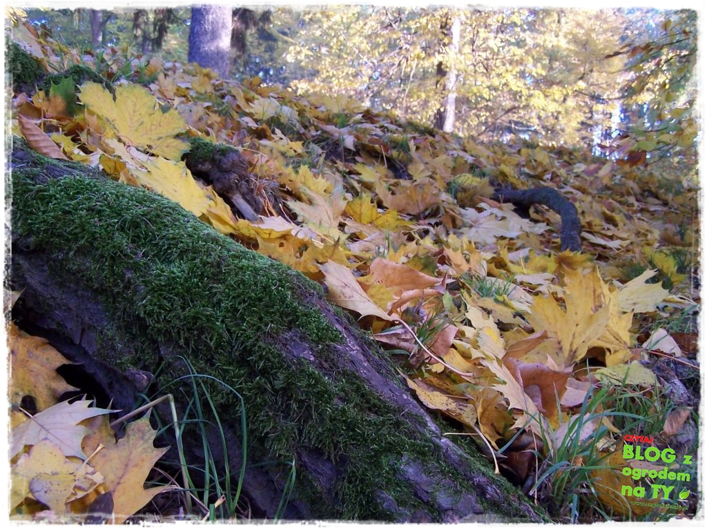 jesien_zogrodemnaty17