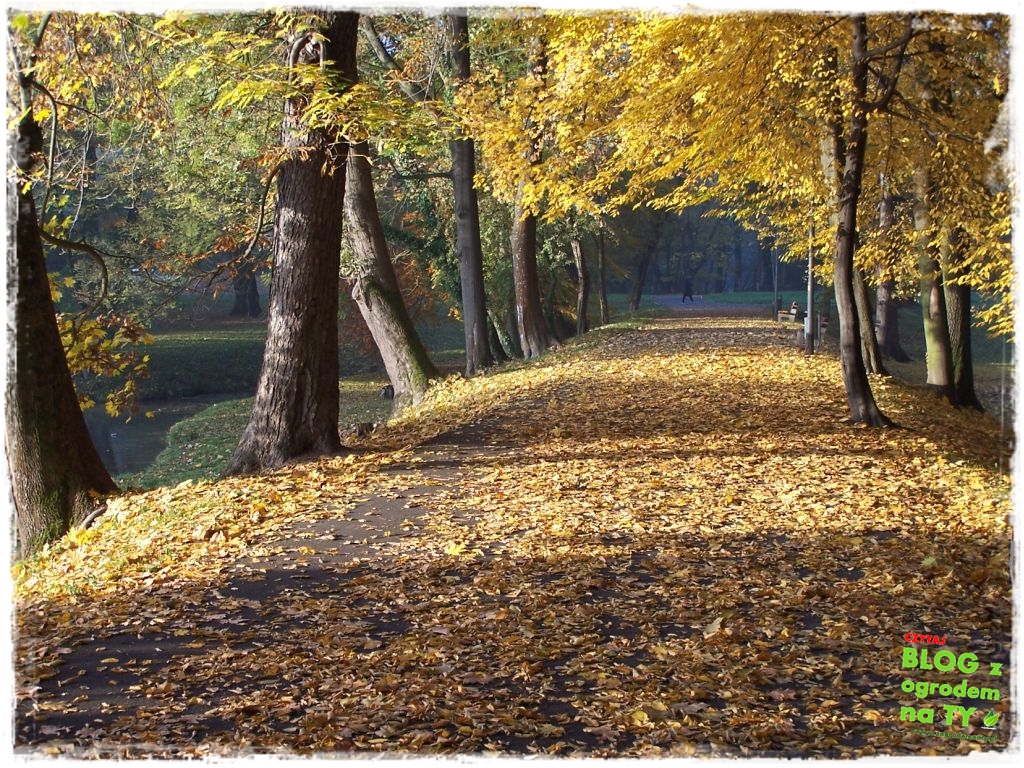 jesien_zogrodemnaty18
