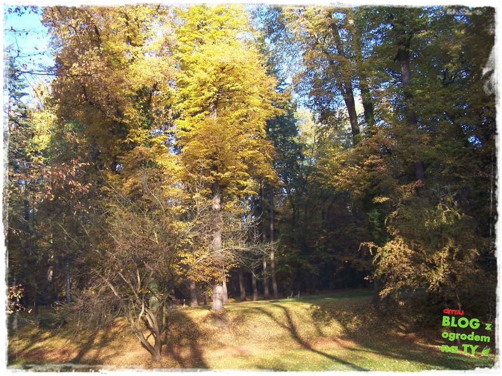 jesien_zogrodemnaty19