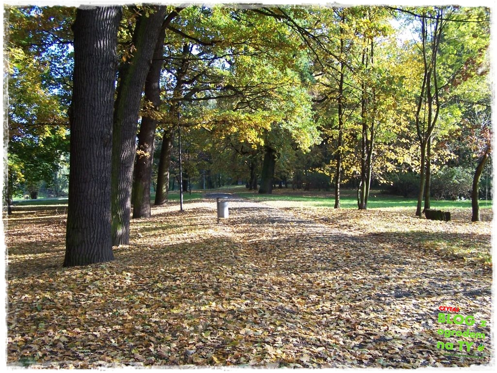 jesien_zogrodemnaty2