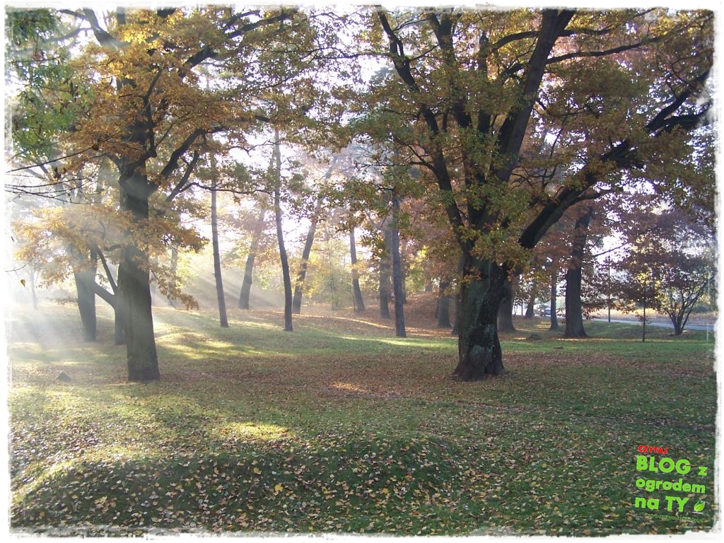 jesien_zogrodemnaty20