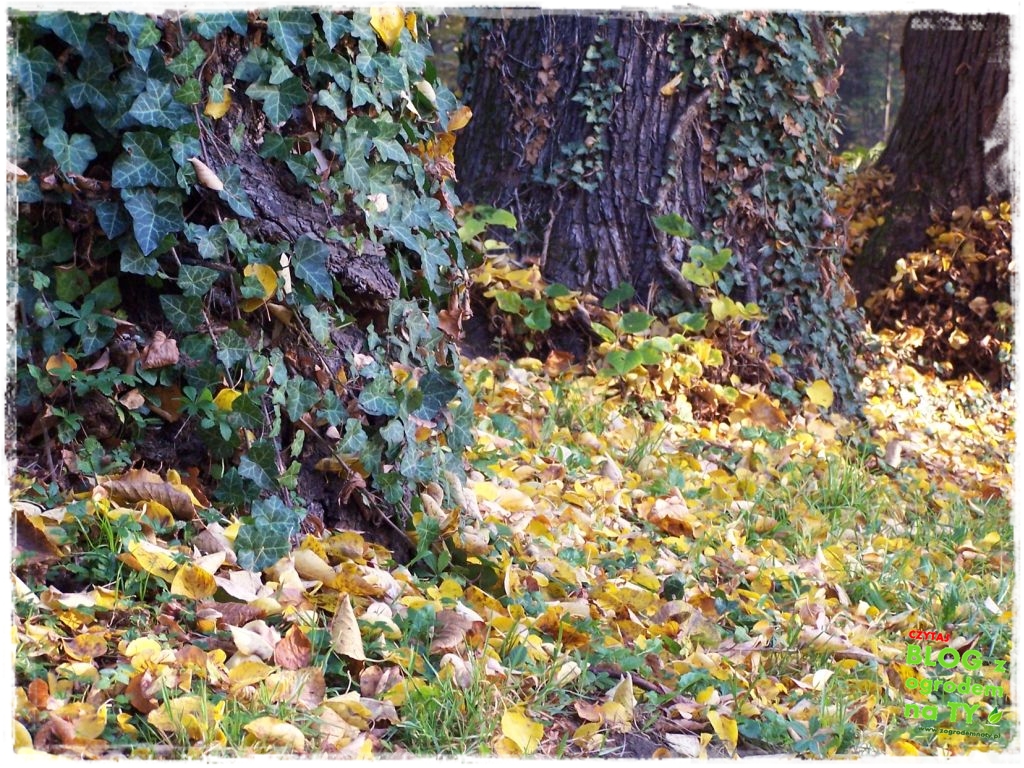 jesien_zogrodemnaty21