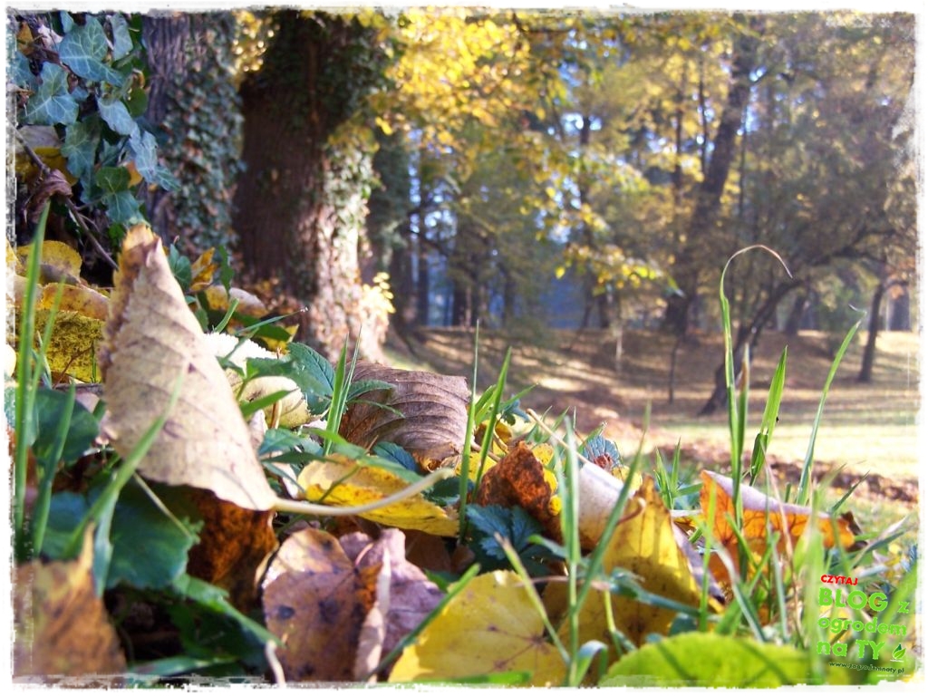 jesien_zogrodemnaty23