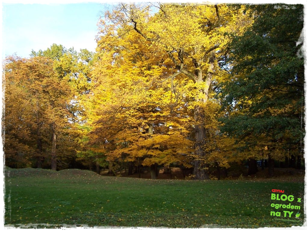 jesien_zogrodemnaty24