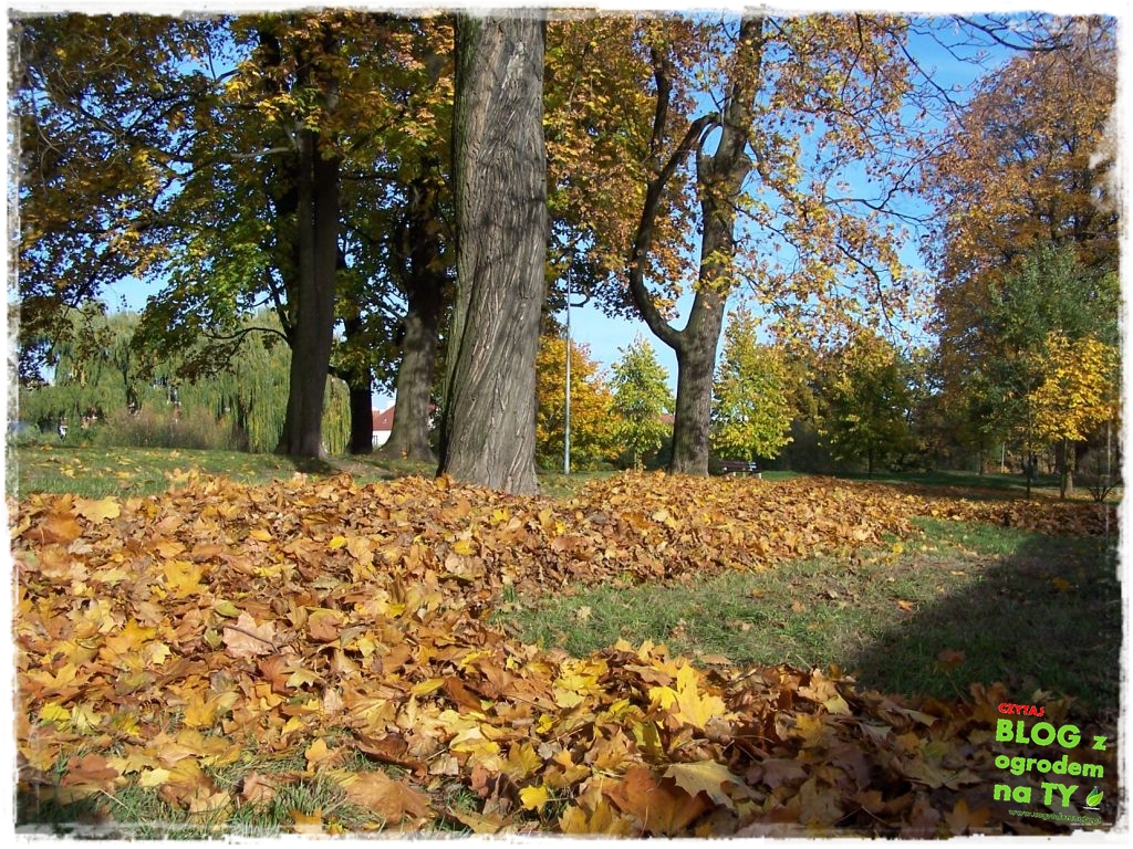 jesien_zogrodemnaty26