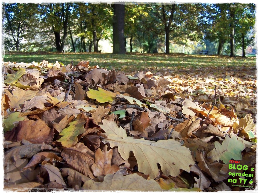 jesien_zogrodemnaty3