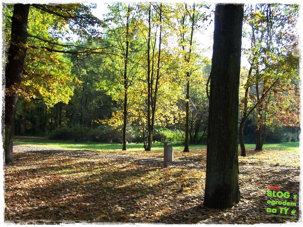 jesien_zogrodemnaty4