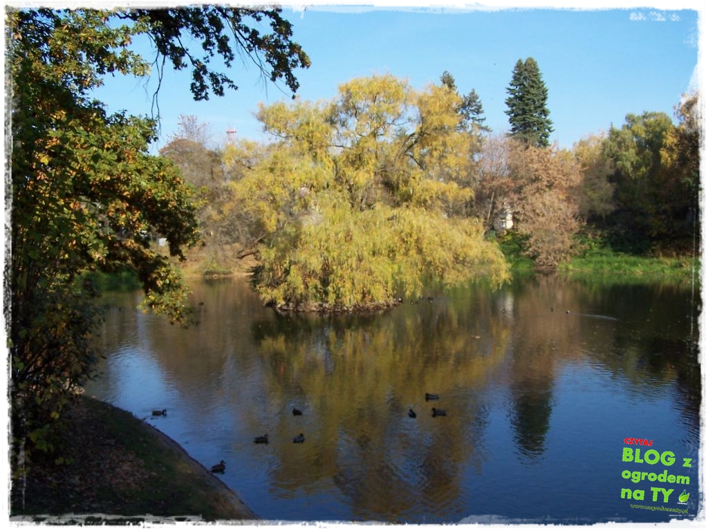 jesien_zogrodemnaty6