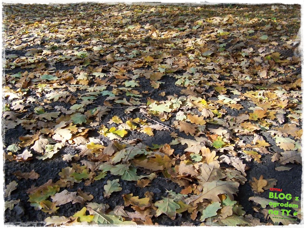 jesien_zogrodemnaty9