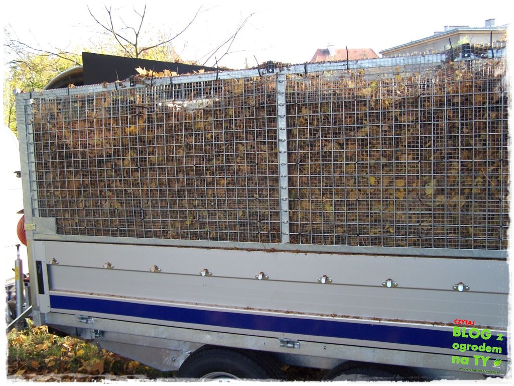 modyfikacja2_zogrodemnaty15