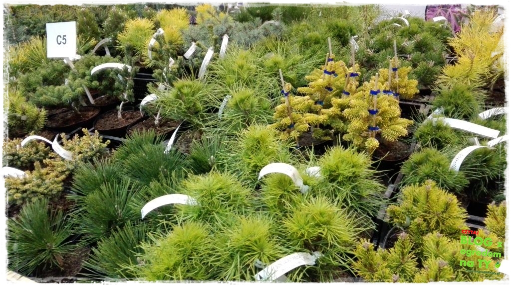 Gardenia 2016 poznań zogrodemnaty10