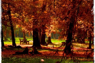 Park Miejski w Nysie zogrodemnaty1