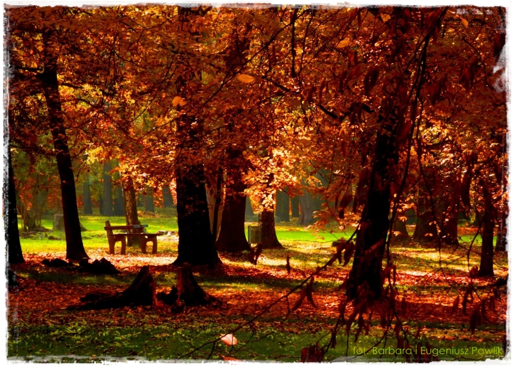 Park Miejski w Nysie zogrodemnaty1