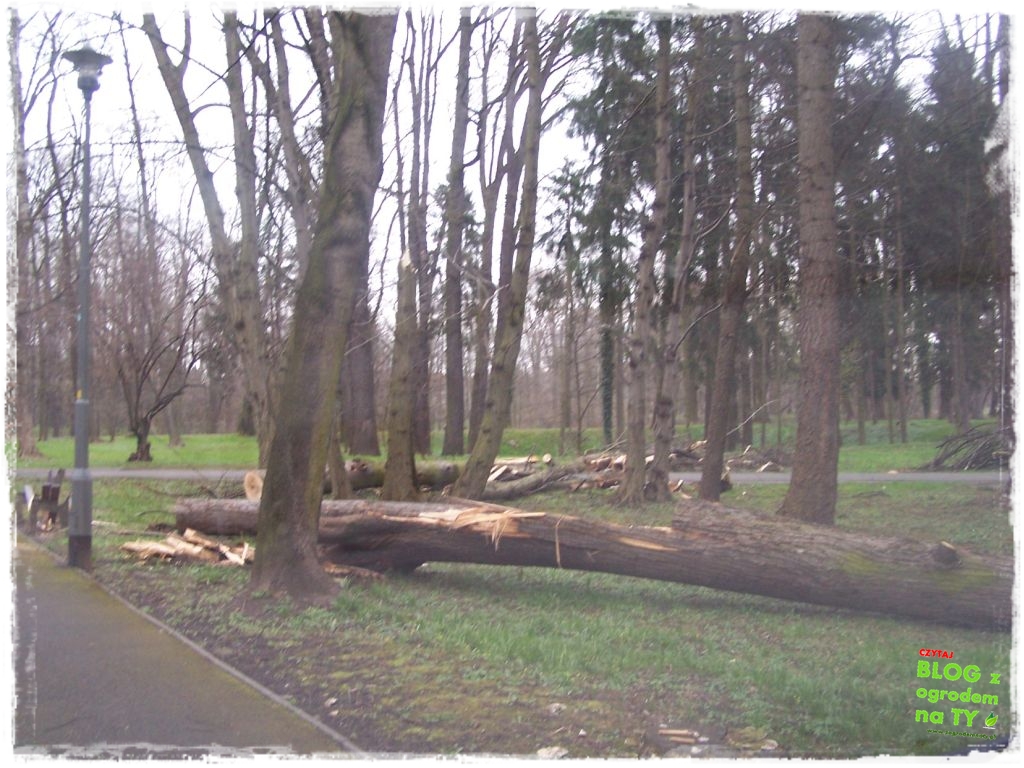 Park Miejski w Nysie zogrodemnaty19