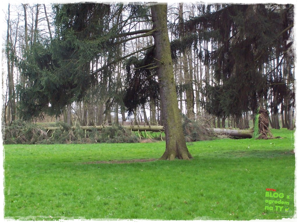 Park Miejski w Nysie zogrodemnaty20