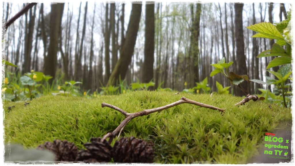 Park Miejski w Nysie zogrodemnaty21