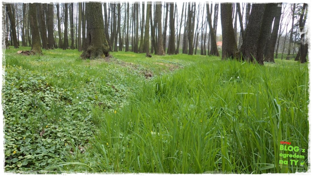 Park Miejski w Nysie zogrodemnaty22