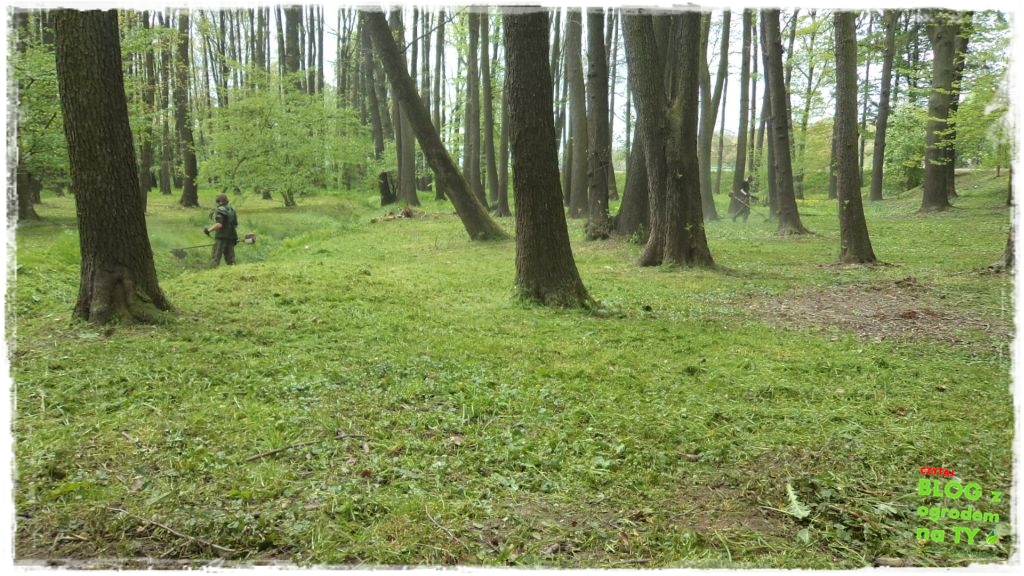 Park Miejski w Nysie zogrodemnaty27