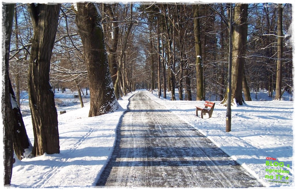 Park Miejski w Nysie zogrodemnaty3